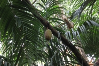 Praslin - Vallée de Mai - Jackfruit