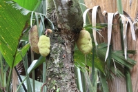 Praslin - Vallée de Mai - Jackfruit