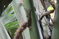 Praslin - Vallée de Mai - Big Gecko