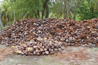 La Digue - L'Union Estate - Coconuts