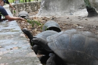 La Digue - Giant Tortoises
