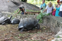 La Digue - Giant Tortoises