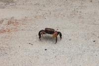 La Digue - Crab