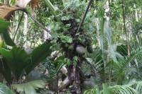 Praslin - Vallée de Mai - Female Coco-de-Mer