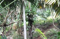 Praslin - Vallée de Mai - Weibliche Coco-de-Mer