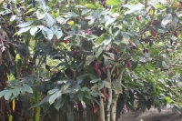 Jardin du Roi - Kakao