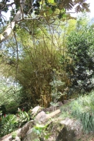Jardin du Roi - Riesenbambus