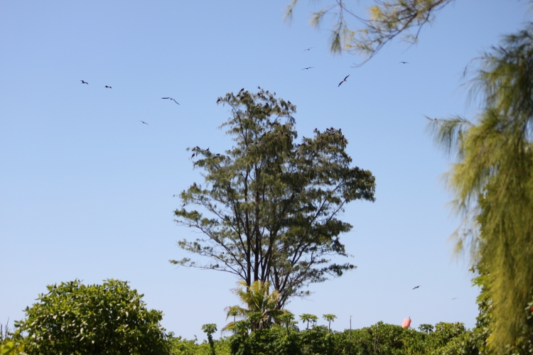 Bird Island