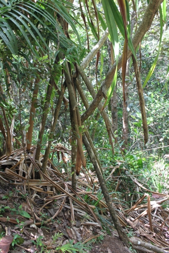 Trail to Mt. Copolia