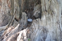 Bird Island - White-tailed Tropicbird