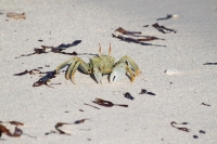 Bird Island - Crab