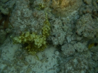 Bird Island - Underwater World